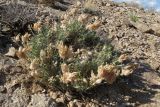 Astragalus arkalycensis