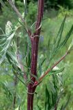 Artemisia vulgaris. Средняя часть побега. Челябинская обл., окр. г. Челябинск, Золотая горка, разнотравная поляна в берёзовом лесу. 30.06.2014.