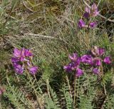 Oxytropis teres