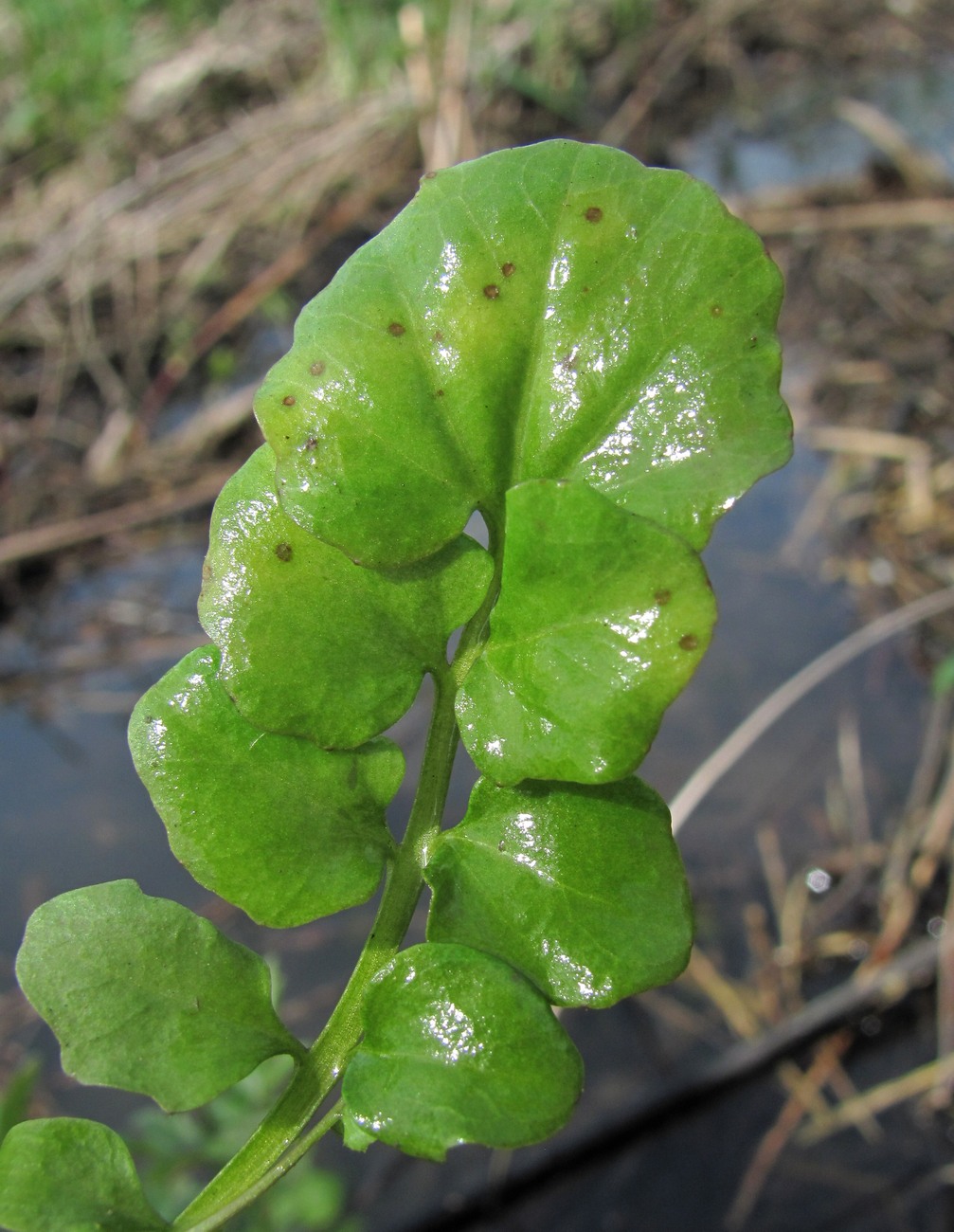 Image of Cardamine tenera specimen.