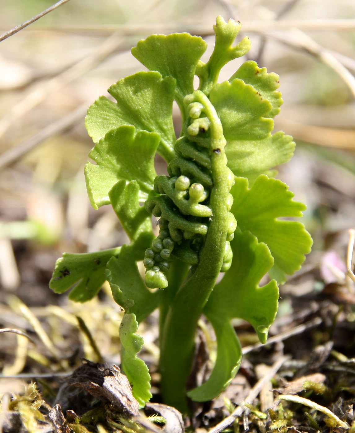 Изображение особи Botrychium lunaria.