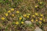 Tulipa heterophylla. Цветущие растения. Тянь-Шань, хр. Илейский Алатау, Большое Алмаатинское ущ., 3000 м н.у.м., субальпийский луг. 12.06.2016.