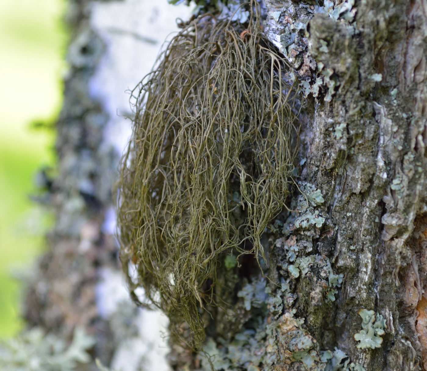 Изображение особи семейство Parmeliaceae.