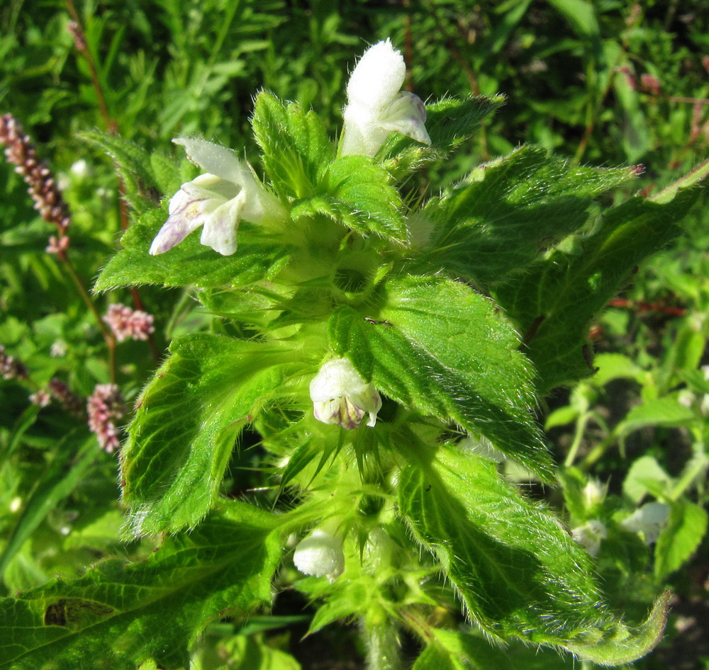 Изображение особи Galeopsis bifida.