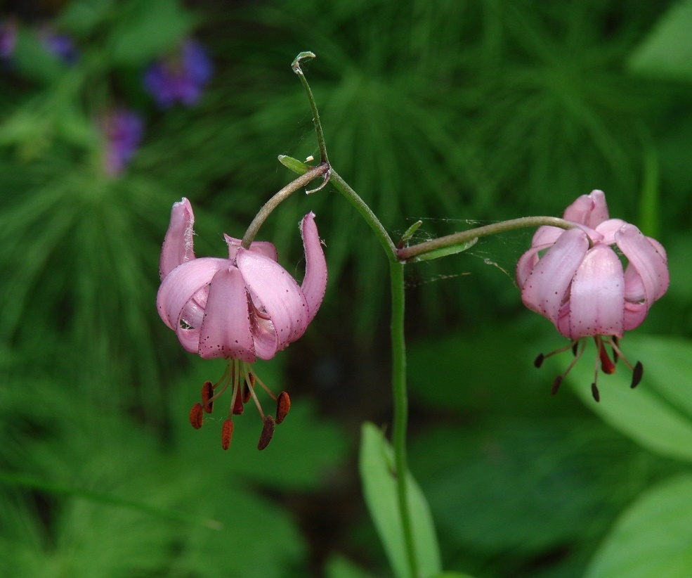 Изображение особи Lilium pilosiusculum.