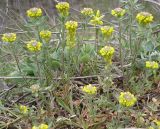 Alyssum turkestanicum var. desertorum