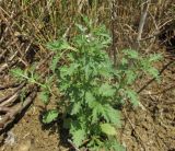 Verbena officinalis. Расцветающее растение. Крым, Керченский п-ов, окр. мыса Чауда, берег непересыхающей лужи на дне балки. 25 июня 2017 г.