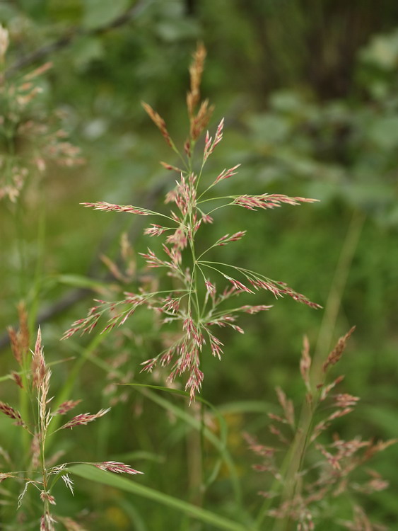 Изображение особи Calamagrostis phragmitoides.