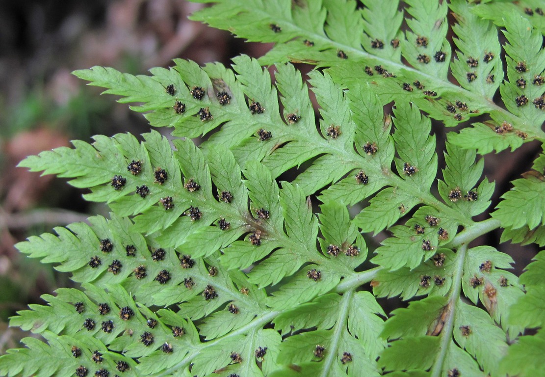 Изображение особи Dryopteris assimilis.