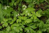 Trautvetteria japonica. Верхушки цветущих побегов. Сахалинская обл., Охинский р-н; п-в Шмидта, бассейн р. Пильво, берег ручья Сухарный. 14.07.2017.