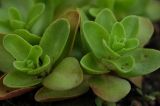 Sedum obtusifolium