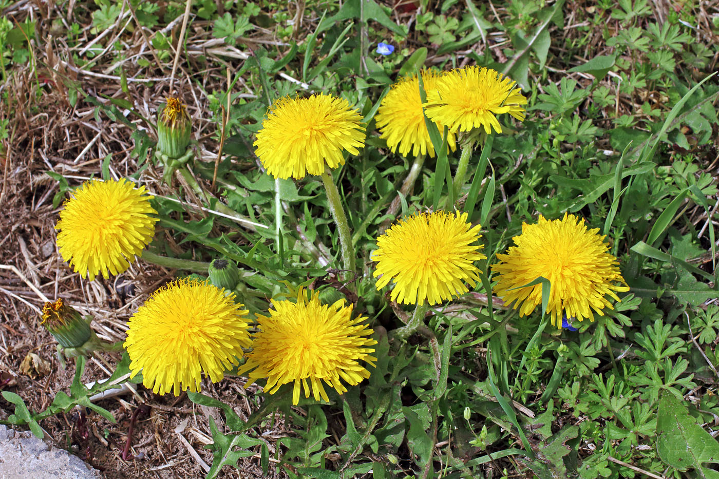 Изображение особи Taraxacum officinale.