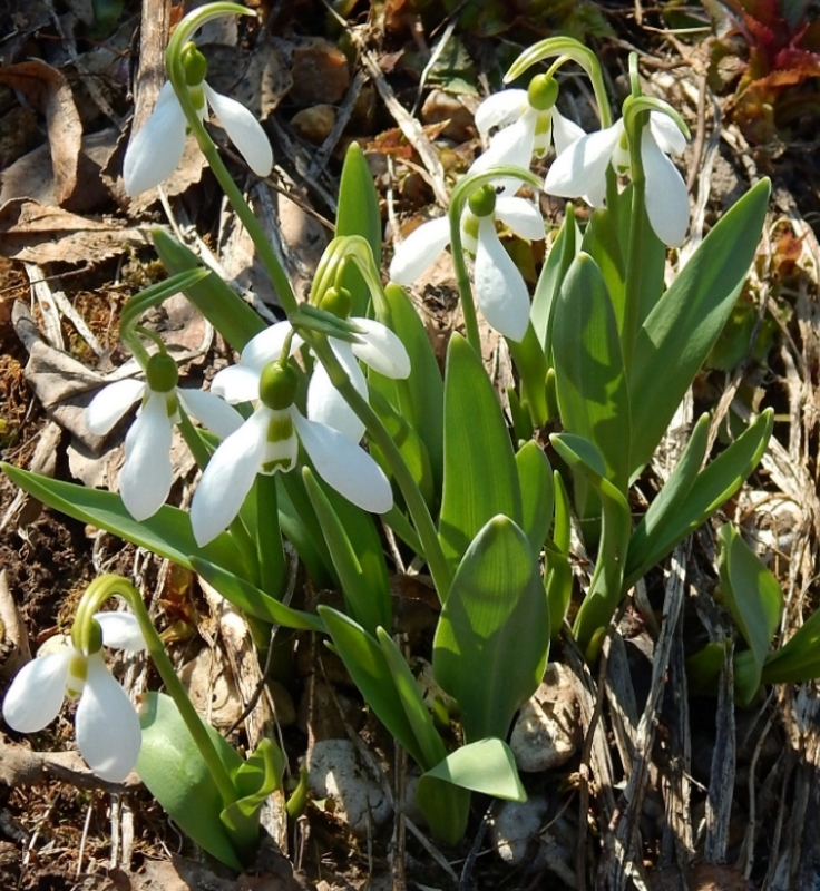 Image of Galanthus elwesii specimen.