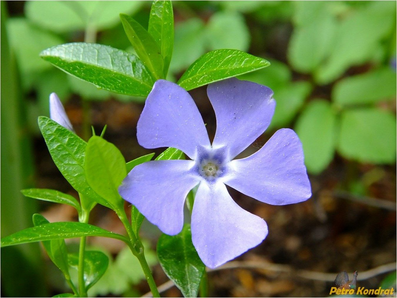 Изображение особи Vinca minor.