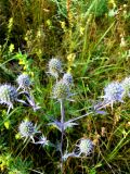 Eryngium planum