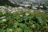 Heracleum ponticum. Цветущие растения. Республика Адыгея, Майкопский р-н, Кавказский биосферный заповедник, восточное подножие горы Фишт, территория туристского приюта \"Фишт\", выс. ок. 1590 м н.у.м., луг. 28.07.2018.