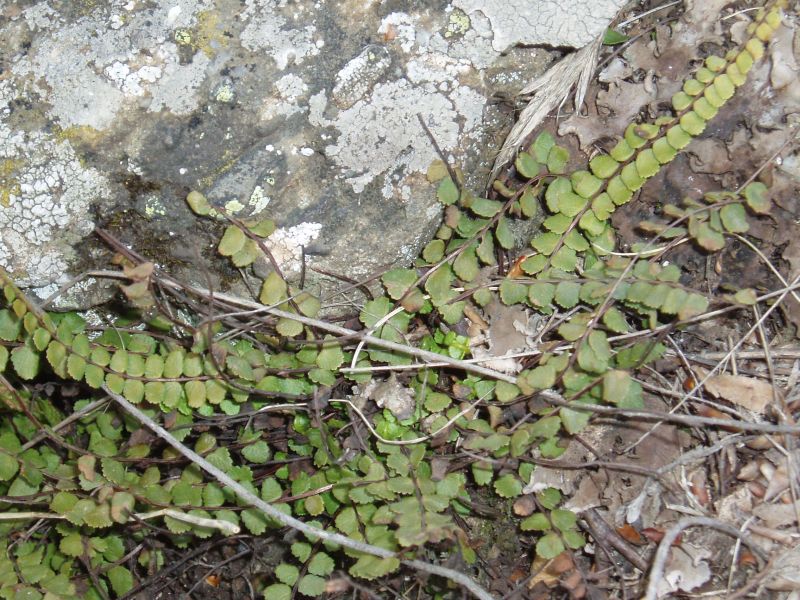 Изображение особи Asplenium trichomanes.