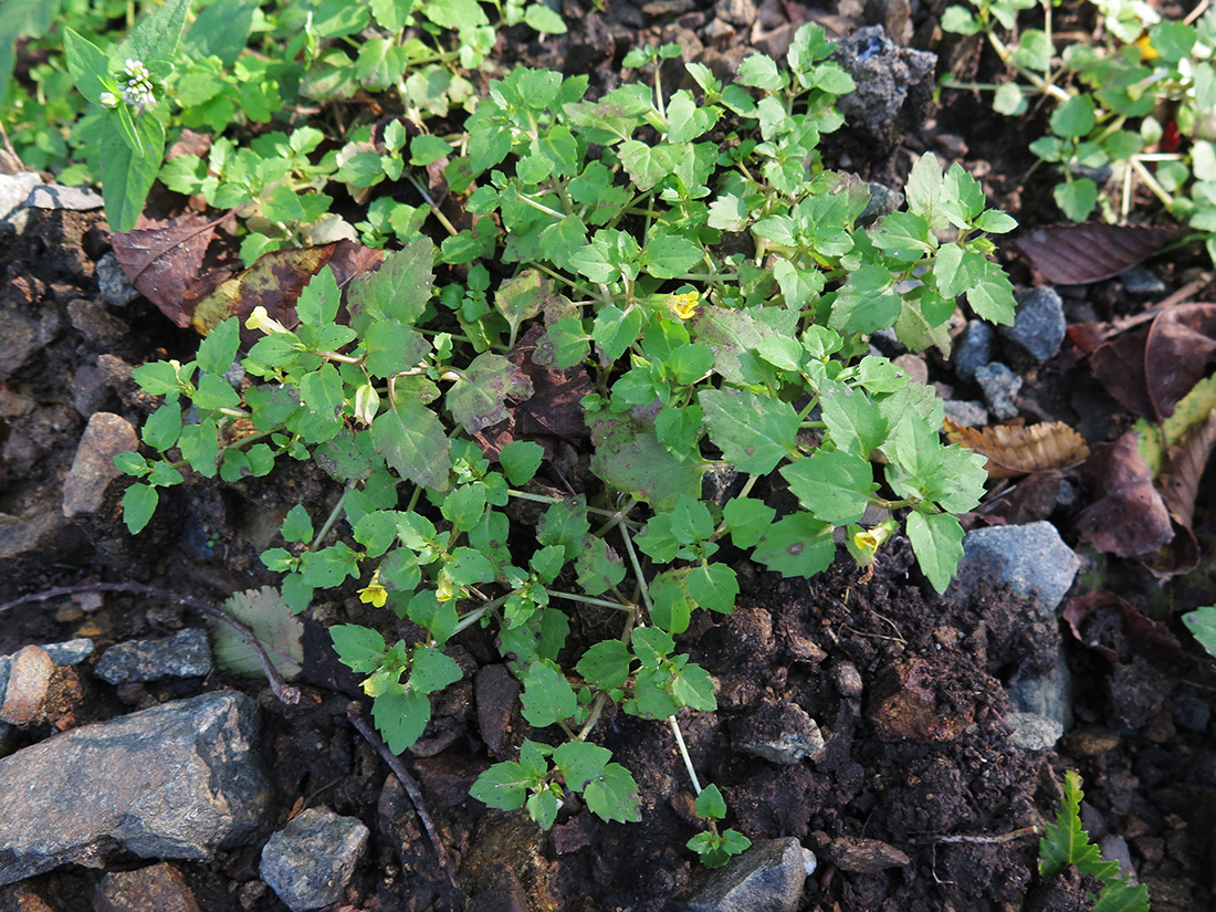 Изображение особи Mimulus tenellus.