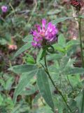 Trifolium medium. Верхушка цветущего растения. Свердловская обл., г. Екатеринбург, окр. пос. Шабровский, берёзовый лес. 20.08.2018.