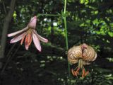 Lilium martagon