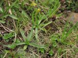 Plantago atrata подвид carpathica. Отцвётшие растения. Украина, Закарпатская обл., Раховский р-н, хр. Свидовец, ≈ 1800 м н.у.м., поросшая мхом скала. 29 июня 2010 г.