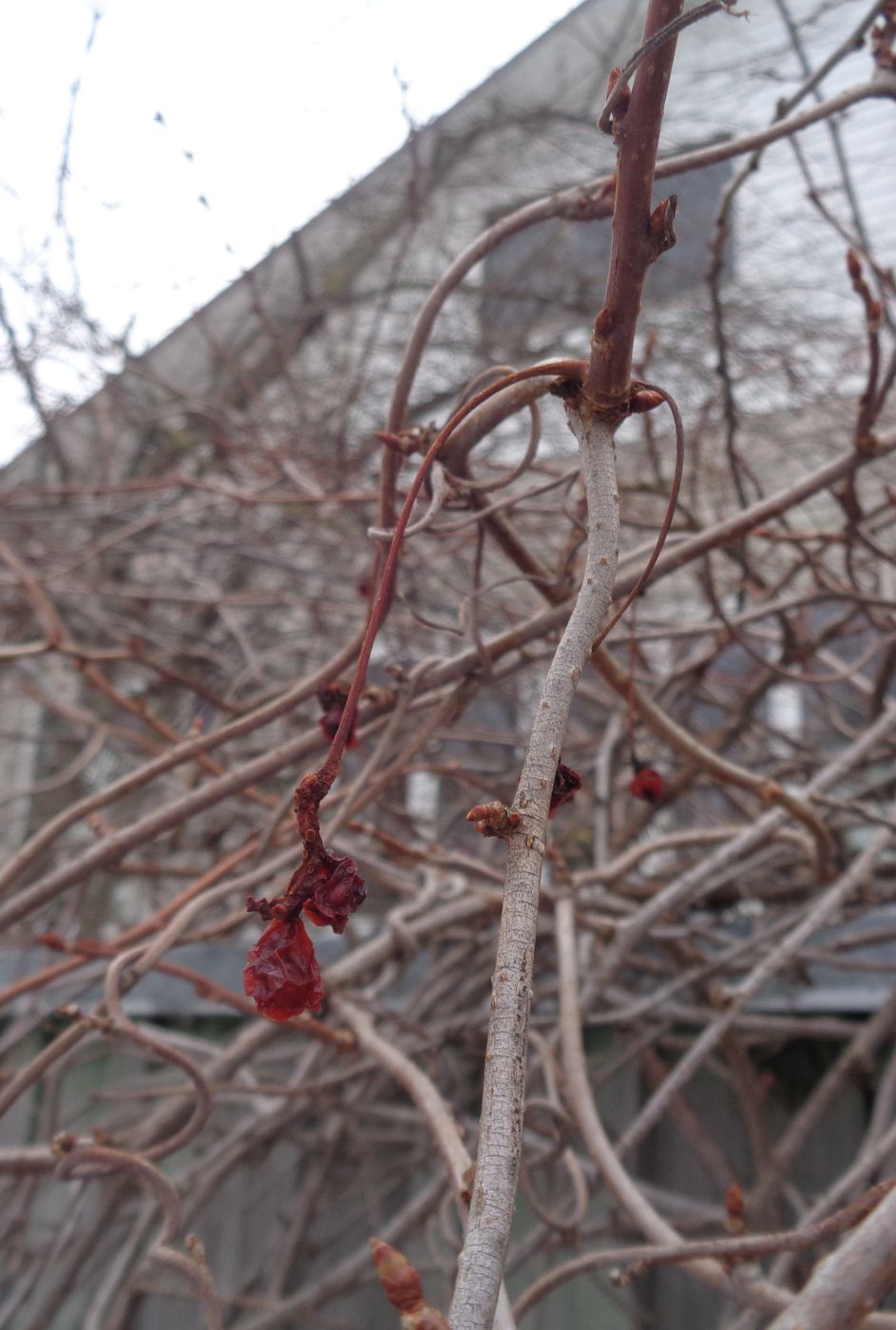 Изображение особи Schisandra chinensis.