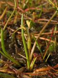 Littorella uniflora. Цветущее растение. Нидерланды, провинция Drenthe, Brunsting, заказник Brunstinger plassen, зарастающее сфагнумом мелководье. 25 июля 2008 г.