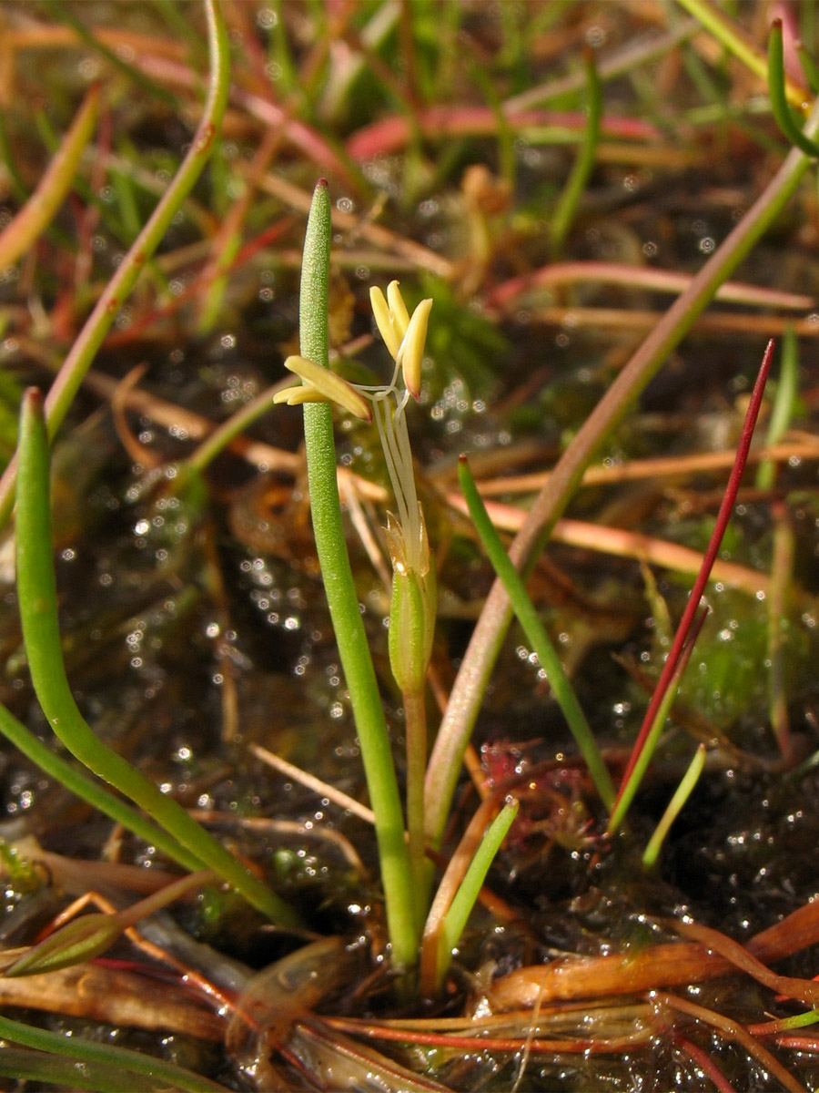 Изображение особи Littorella uniflora.