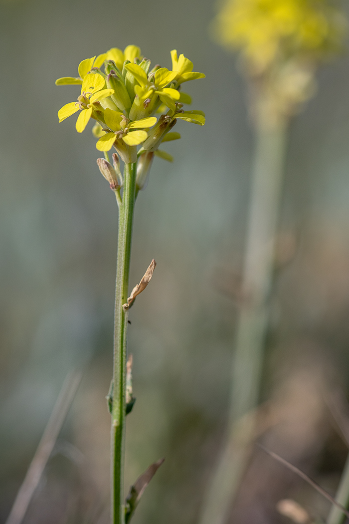 Изображение особи Erysimum cuspidatum.