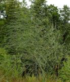Asparagus officinalis. Плодоносящее растение на восточном склоне оврага. Чувашия, окрестности г. Шумерля, урочище Подвенец. 7 июня 2008 г.