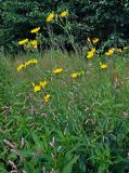 Sonchus arvensis. Верхушки цветущих растений. Челябинская обл., Чебаркульский р-н, берег оз. Большой Кисегач, у воды. 07.08.2019.