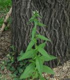 Arabis pendula. Цветущее растение. Иркутская обл., окр. Иркутска, газон. 24.06.2019.