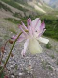 Aquilegia tianschanica. Цветок. Казахстан, Туркестанская обл., Толебийский р-н, территория Сайрам-Угамского национального парка; Угамский хр., верховья р. Сайрам-Су, ≈ 2300 м н.у.м., каменистая осыпь. 03.07.2019.