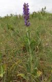 Salvia tesquicola