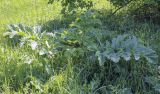 Heracleum sosnowskyi