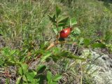 Rosa pulverulenta. Верхушка веточки с плодами. Северная Осетия, гор. округ Владикавказ, окр. с. Ниж. Ларс, ок. 1300 м н.у.м., сухой склон. 01.08.2021.