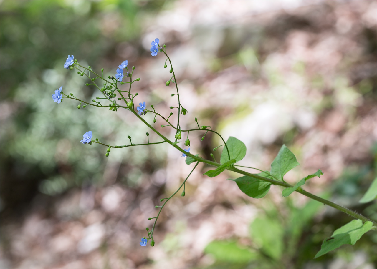 Изображение особи Brunnera macrophylla.