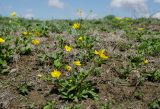 Ranunculus polyrhizos