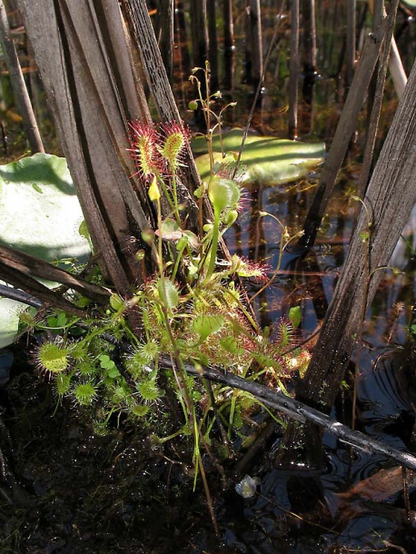 Изображение особи Drosera rotundifolia.