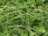 Carex diandra