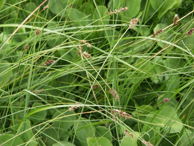 Изображение особи Carex diandra.