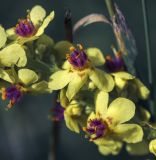 Verbascum marschallianum