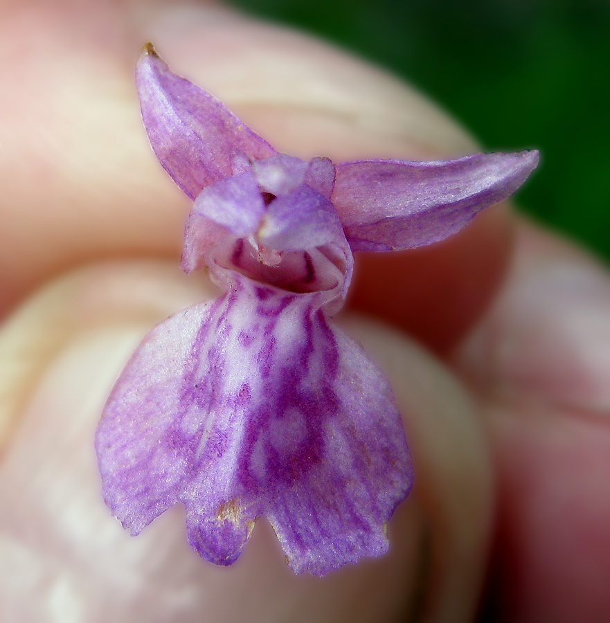 Image of Dactylorhiza majalis specimen.