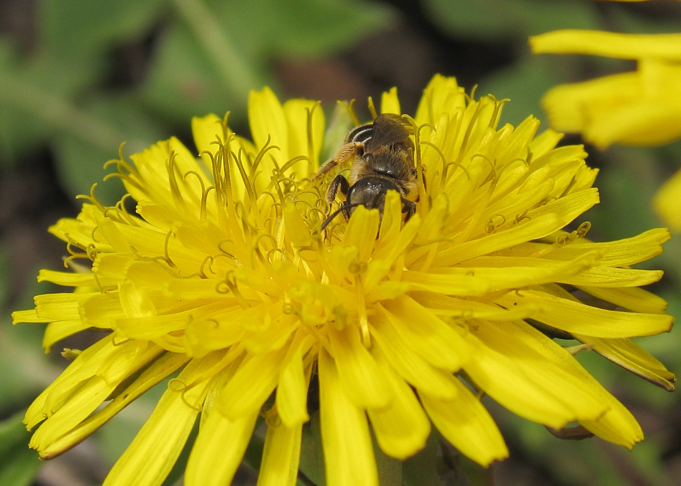 Изображение особи род Taraxacum.