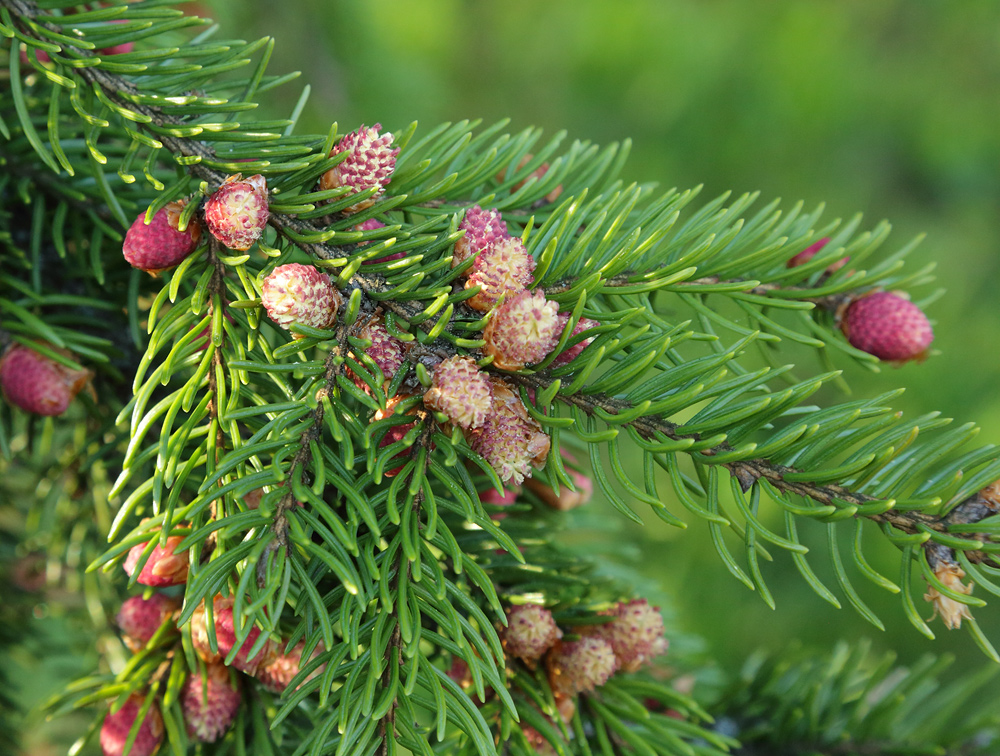 Изображение особи Picea abies.