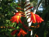 Crocosmia &times; crocosmiiflora