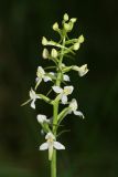 Platanthera bifolia. Соцветие. Республика Татарстан, Волжско-Камский заповедник. 18.06.2009.