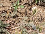Astragalus ortholobiformis. Часть цветущего побега. Киргизия, Чуйская обл., северный склон Киргизского хр. 12 апреля 2009 г.