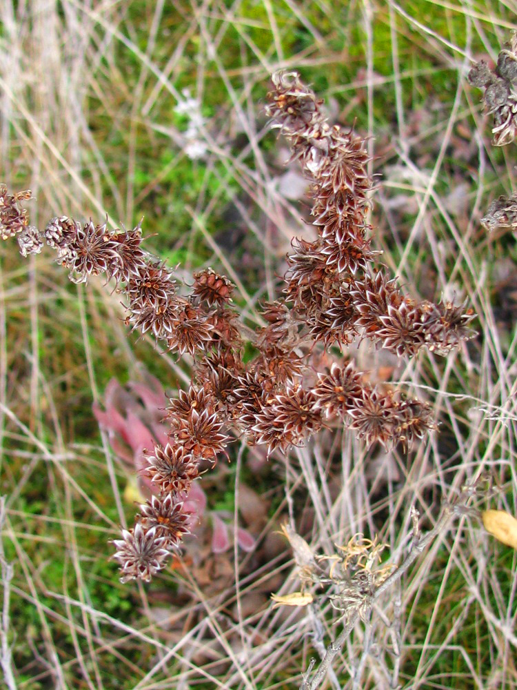 Изображение особи Sempervivum ruthenicum.