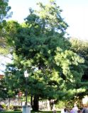 Pinus wallichiana. Дерево с шишками. Хорватия, Приморье - Горски Котар, г. Опатия, набережная. 07.09.2012.